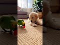 Puppy and Parrot’s Cutest Friendship Ever 🐶🦜 #Shorts📝 #puppy #parrot #viral #fyp #trendig