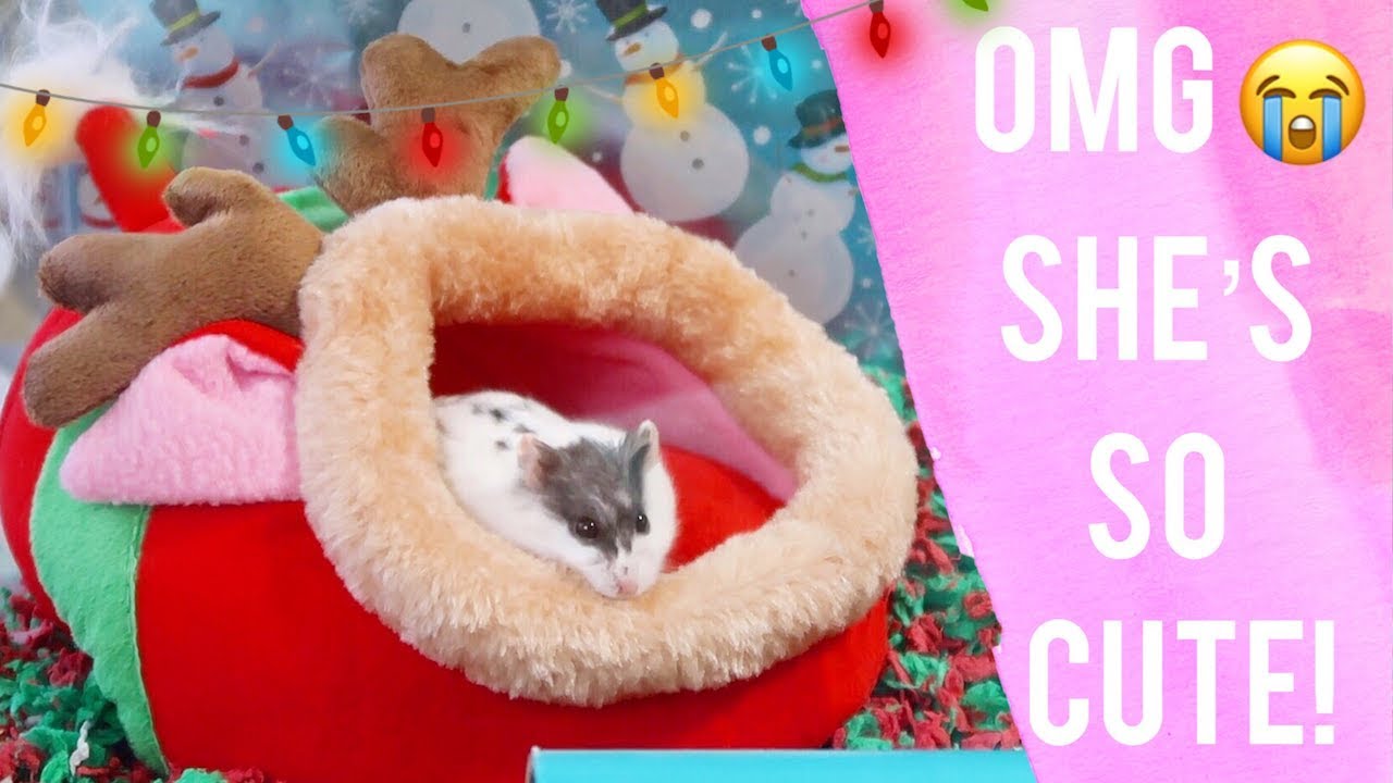 tyler rugge social blade Christmas Theme Hamster Tank Clean