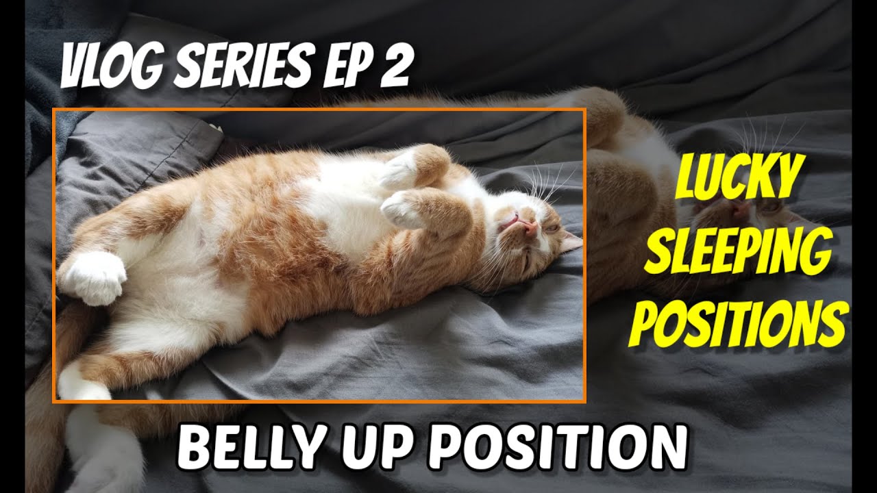 VLOG SERIES EP. 2 - SWERTENG SLEEPING POSITIONS ng pusa! BELLY UP POSITION
