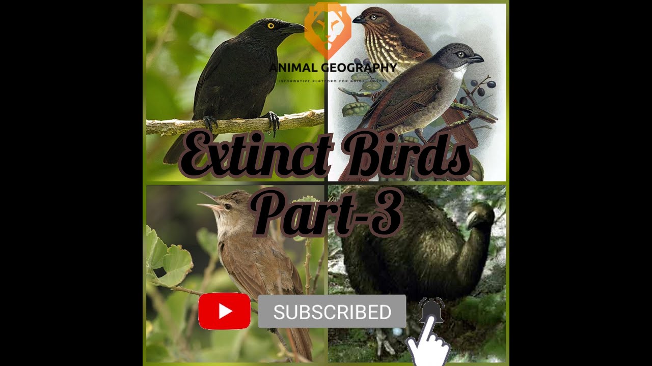 Extinct Birds Details Part-3