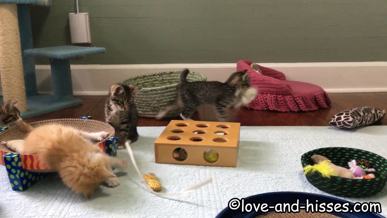 Roux (9 week old kitten) adores her toy made of dog fur