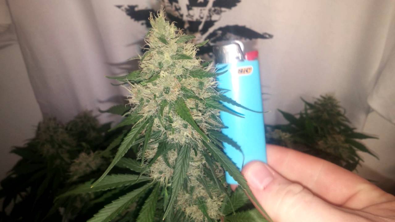 Fastbuds Fastberry - Day 57!