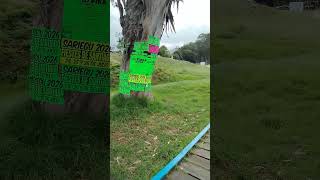 Eucalipto de las Fiestas _ Playa Rodiles _Villaviciosa_Asturias_España #villaviciosa #asturias