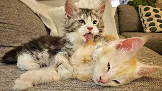 Maine Coon Kittens Bathing Each Other!