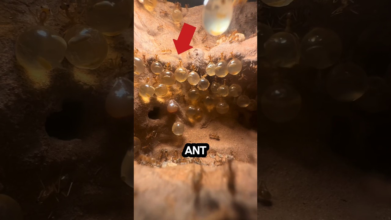 These Ants Taste Like Candy – Meet the Honey Ants