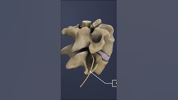 Spinal Nerves of Spinal Motion Segment C2-C5