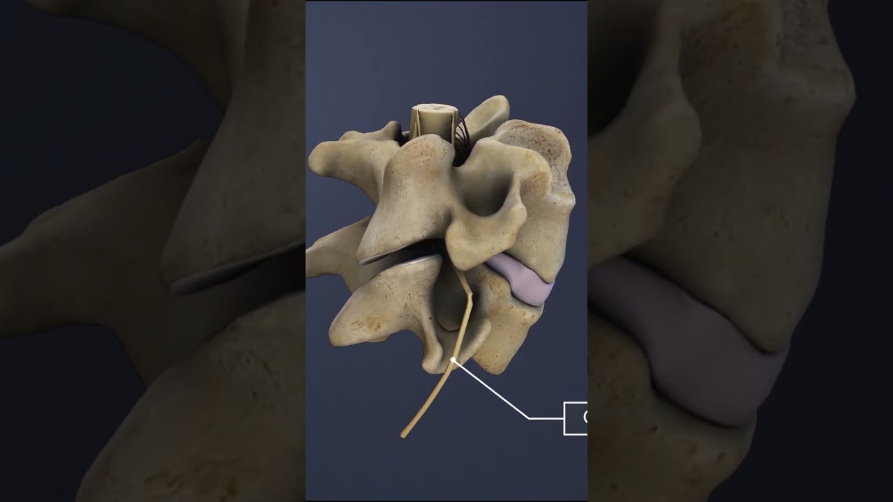 Spinal Nerves of Spinal Motion Segment C2-C5