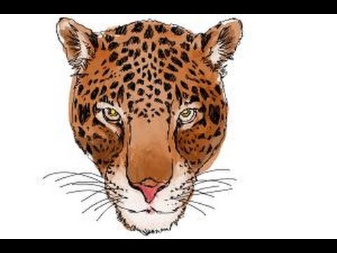 How to draw a Cheetah face YouTube