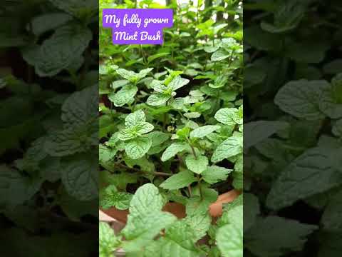 Vegetable Home Garden Tour | Balcony Veggies Planting | Indoor Gardening | Organic Veggies