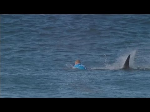Le surfeur Mick Fanning attaqu par un requin en pleine comptition