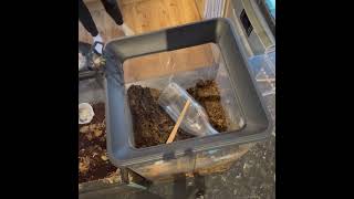 Moving My Defensive And Flighty Cobalt Blue C Lividus Tarantula.