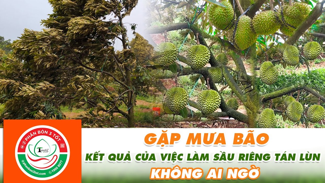 Sầu riêng tán lùn gặp mưa bão, gió lốc, & Kết Quả - Vườn chị Thơ tại Núi Cúi, Đồng Nai