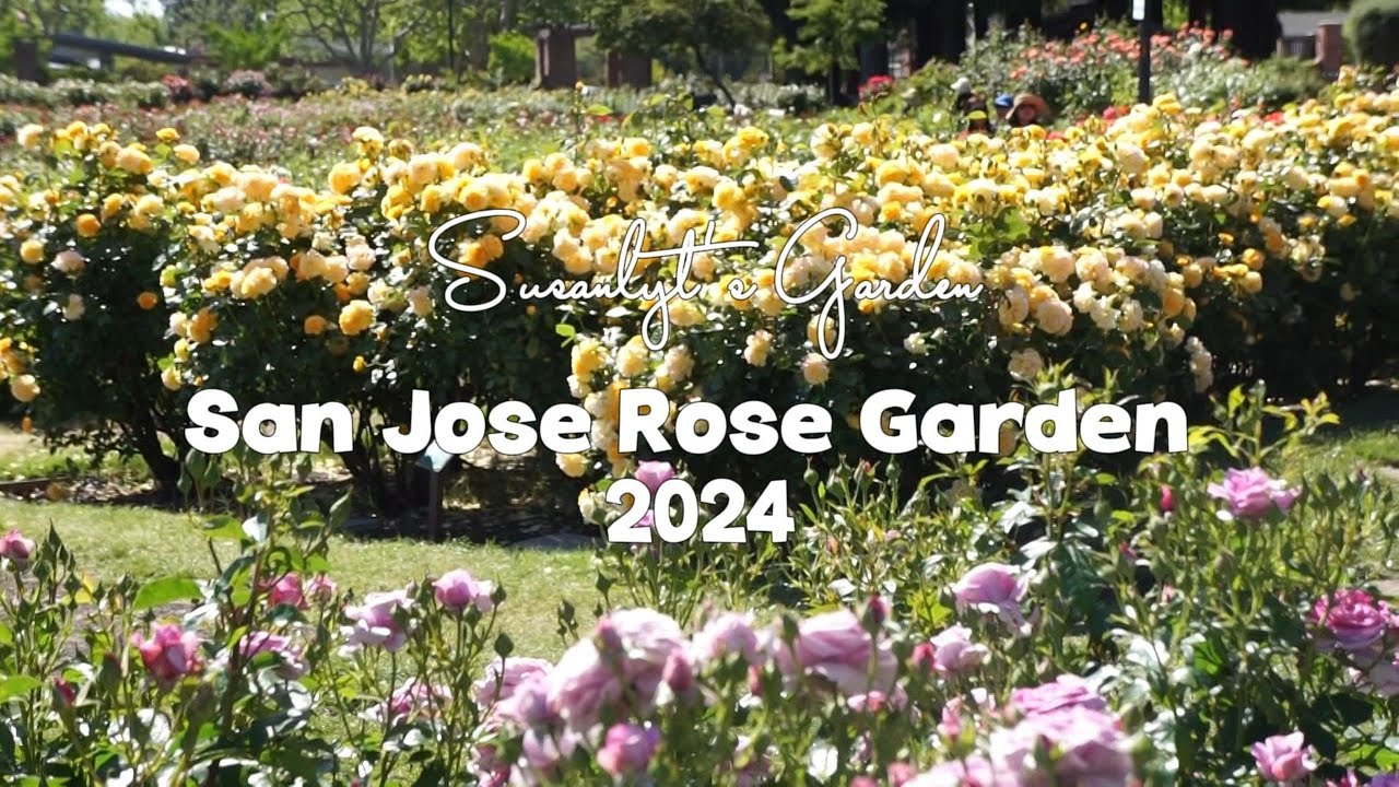 2024 圣荷塞玫瑰园品种合集 | 北加州 zone9B | EP36