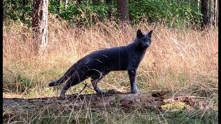 Cat exploring the woods 30-07-2023 by TheUltimateFIASCO 220 views 8 months ago 1 minute, 36 seconds