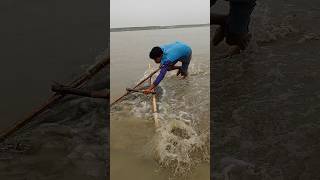 Catching Borel Fish in Jamuna River | Traditional Fishing Method #traditinal #fishing