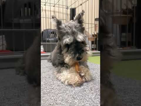 【ASMR】愛犬の鼻息と咀嚼音、ただそれだけを鑑賞する動画【ミニチュアシュナウザーのグリ部長】#shorts