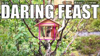 A Damp Westerly Feast for Small Feathered Beauties