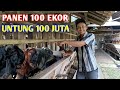 Tidak ada usaha lain penghasilan utama hanya di kambing