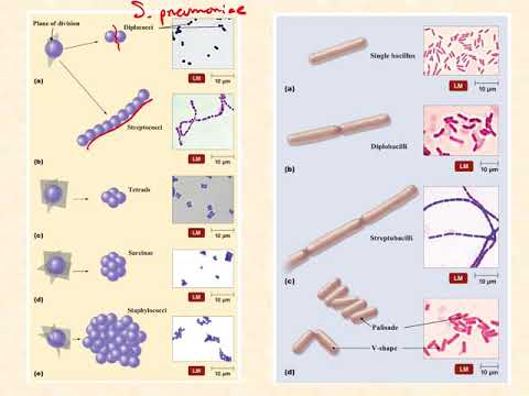 BIO2020 एपिसोड 017: बैक्टीरियल आकारिकी और व्यवस्था