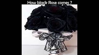 How black rose comes 🖤 #shorts