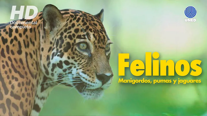 Felinos de Costa Rica: Manigordos, Pumas y Jaguares