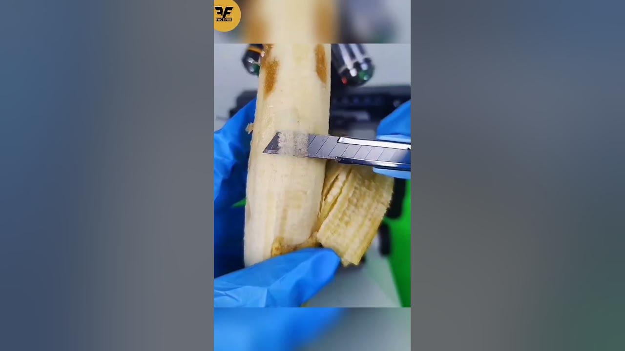 rotten banana under microscope 🔬 factifire शॉर्ट्स YouTube