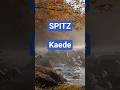Spitz/Kaede #singer #男が歌う #カバー#coversong #楓