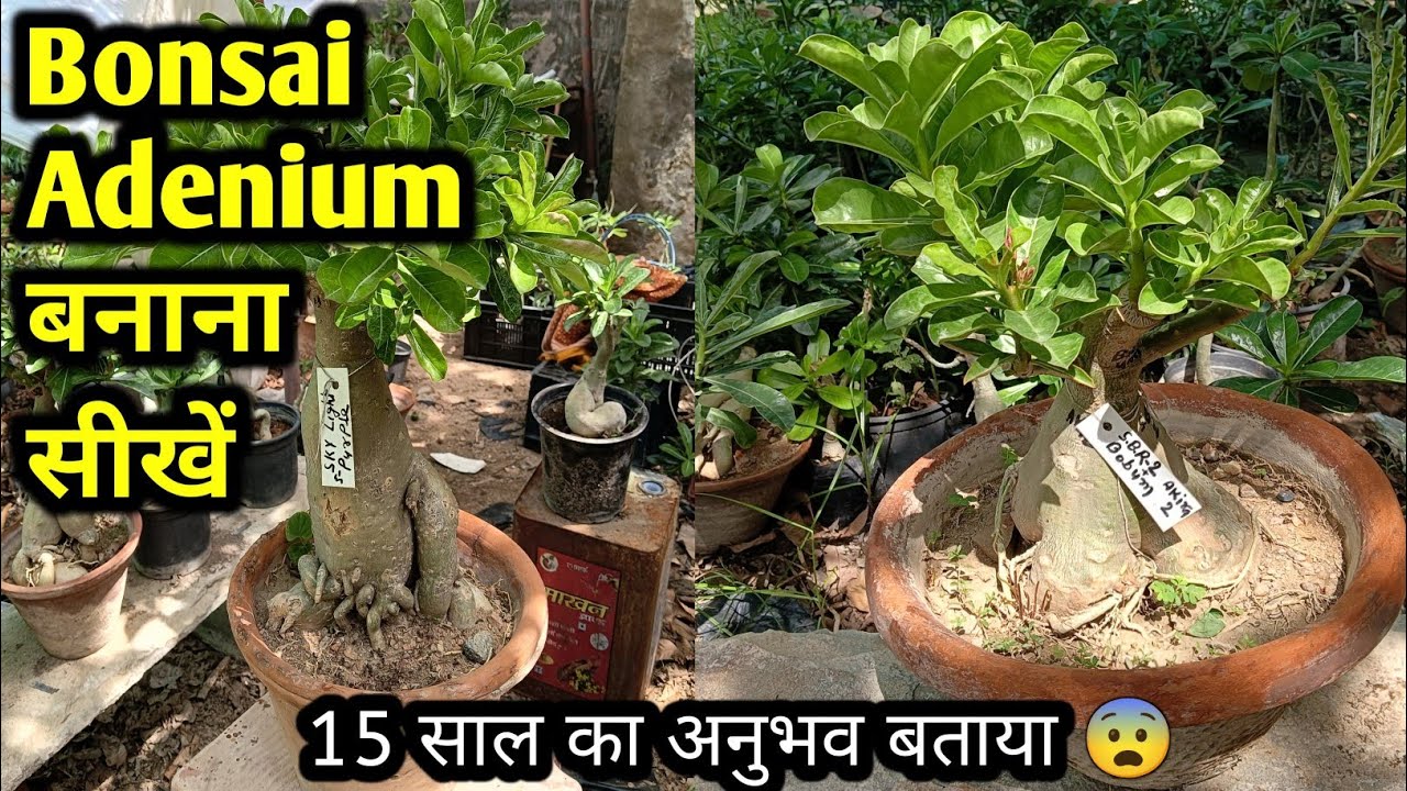 Bonsai Adenium बनाने का आसान तरीका🌵😨 