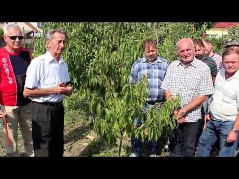Video: Zóna 4 Odrody broskýň – tipy na pestovanie broskýň v zóne 4