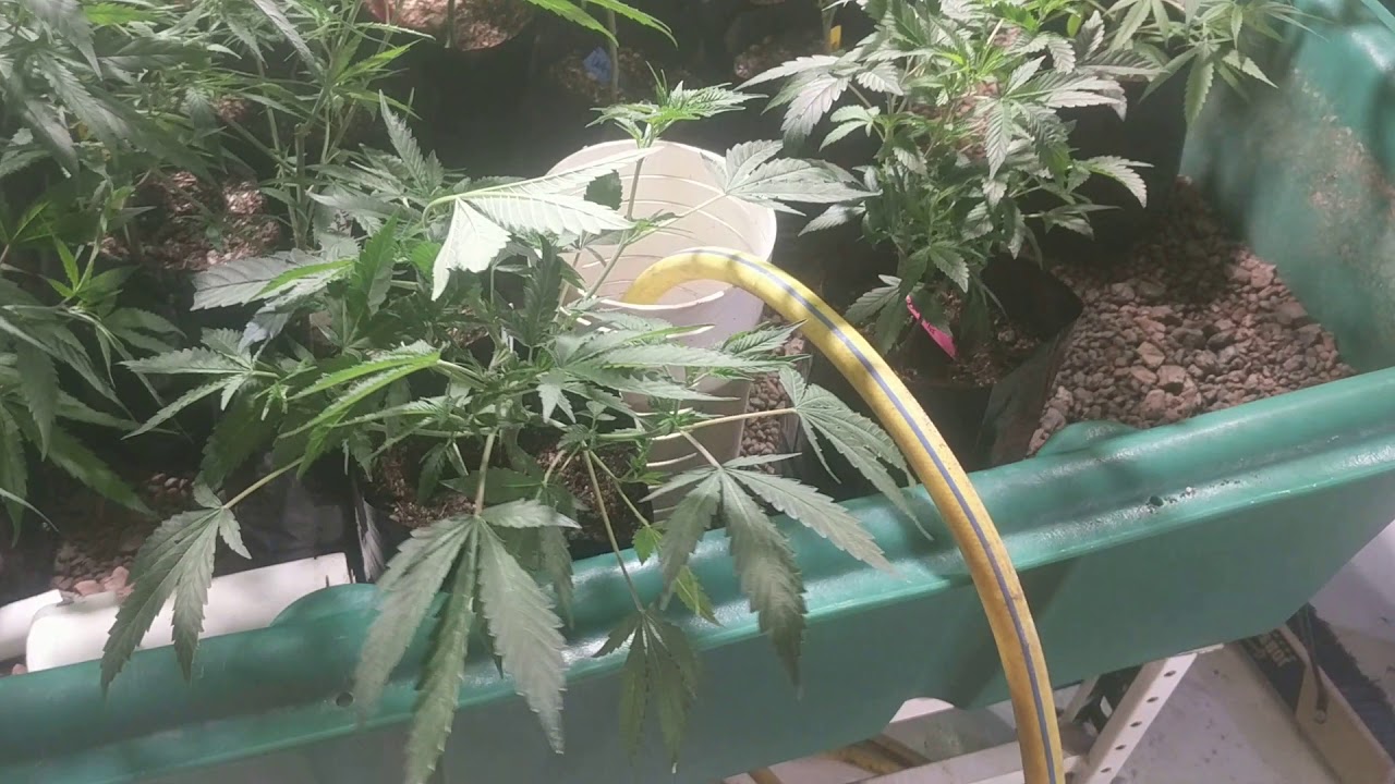 Aquaponics Cannabis Garden Update from the Nursery