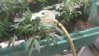 Aquaponics Cannabis Garden Update from the Nursery