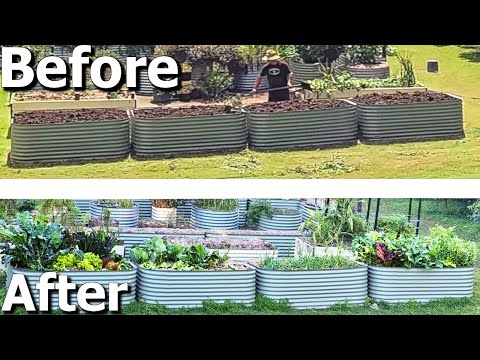 Video: Koemestcomposteren: koemestmest in de tuin gebruiken