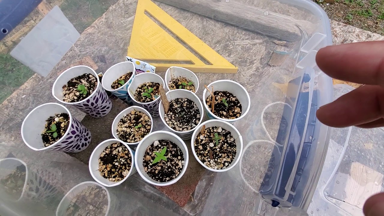 Cannabis Cultivation, Part 1: Germination 