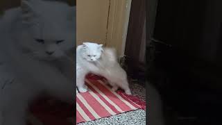 Fun Time#BeeTV#cute#funny#cutenessoverloaded# catlover#persiancat#cuteanimal #cat#viral#viralvideo