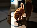 Meow Meow Billi 🐱 | Hindi Kids Rhyme Cartoon #cat