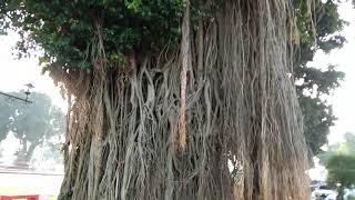 Filosofi Akar dan Pohon Beringin#M Rohmadi#Lembaga Literasi Arfuzh Ratulisa