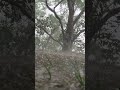 മഴ എന്നും പ്രതീക്ഷയാണ് ഉണർത്തുന്നത് നാളെ എന്തോ നല്ലത്,പൊട്ടിപൊട്ടിമുളക്കുന്നതിന് .നല്ലത് വരുO.