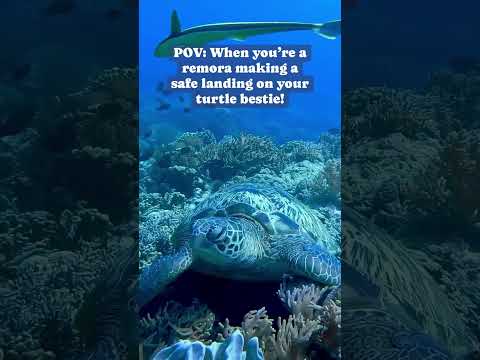 Underwater pilot and a passenger in action #shorts #viral #ocean