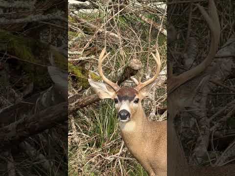 White antlered Buck     
