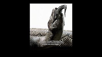 Titanoboa wasn’t the longest snake… #prehistoric #titanoboa #snake #vasukiindicus #dinosaur #animals