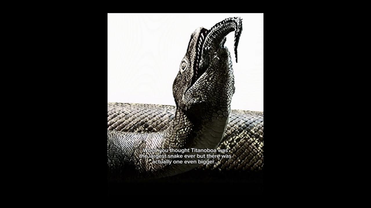 Titanoboa wasn’t the longest snake… #prehistoric #titanoboa #snake #vasukiindicus #dinosaur #animals Titanoboa wasn’t the longest snake… #prehistoric #titanoboa #snake #vasukiindicus #dinosaur #animals