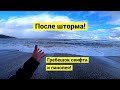 После шторма! Гребешок Свифта и панопея!