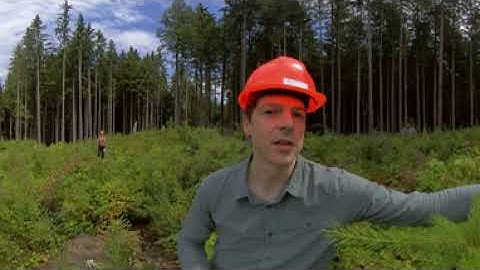Forest Regeneration 4 Years After a Clearcut (360° Video)