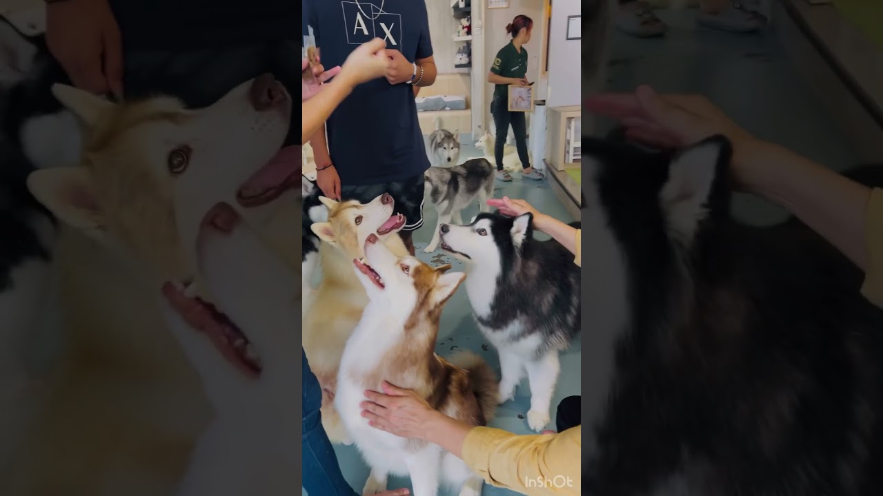 Huskitory in Melaka (Malaysia)#shorts #shortsviral #trending