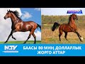 NewTV// БААСЫ 80 МИҢ ДОЛЛАРЛЫК ЖОРГО АТТАР // АЗЫРКЫНЫН АЗАМАТТАРЫ