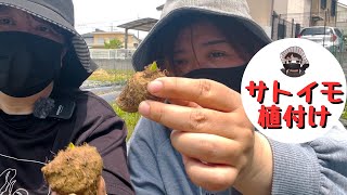 I planted taro. [Taro root] [Home garden] - YouTube