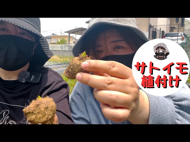 I planted taro. [Taro root] [Home garden] - YouTube