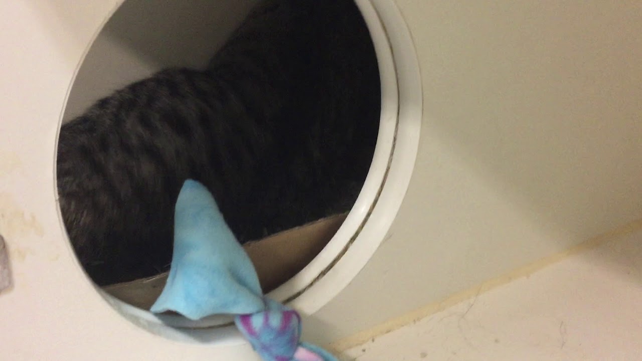 adopt cats long island Sterling 55178 (1) - Stellar Sterling! NYCACC