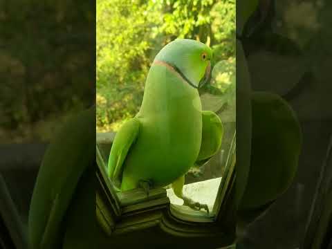 Cute Green Parrot 🐦