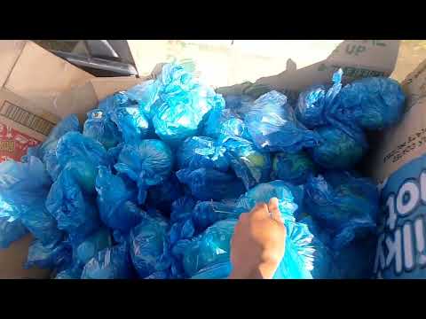 Mag harvest kami ng bayabas 100kilos